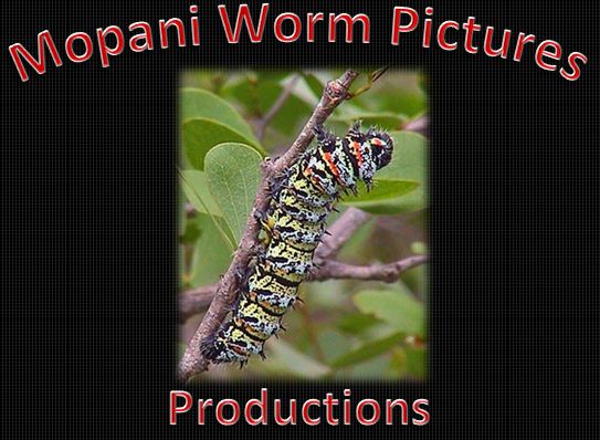 "Enter your caption here"